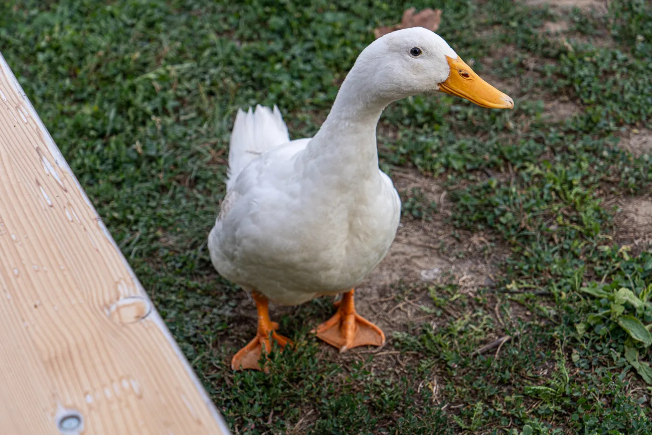 weiße Ente auf grünem Gras neben Holzplatte