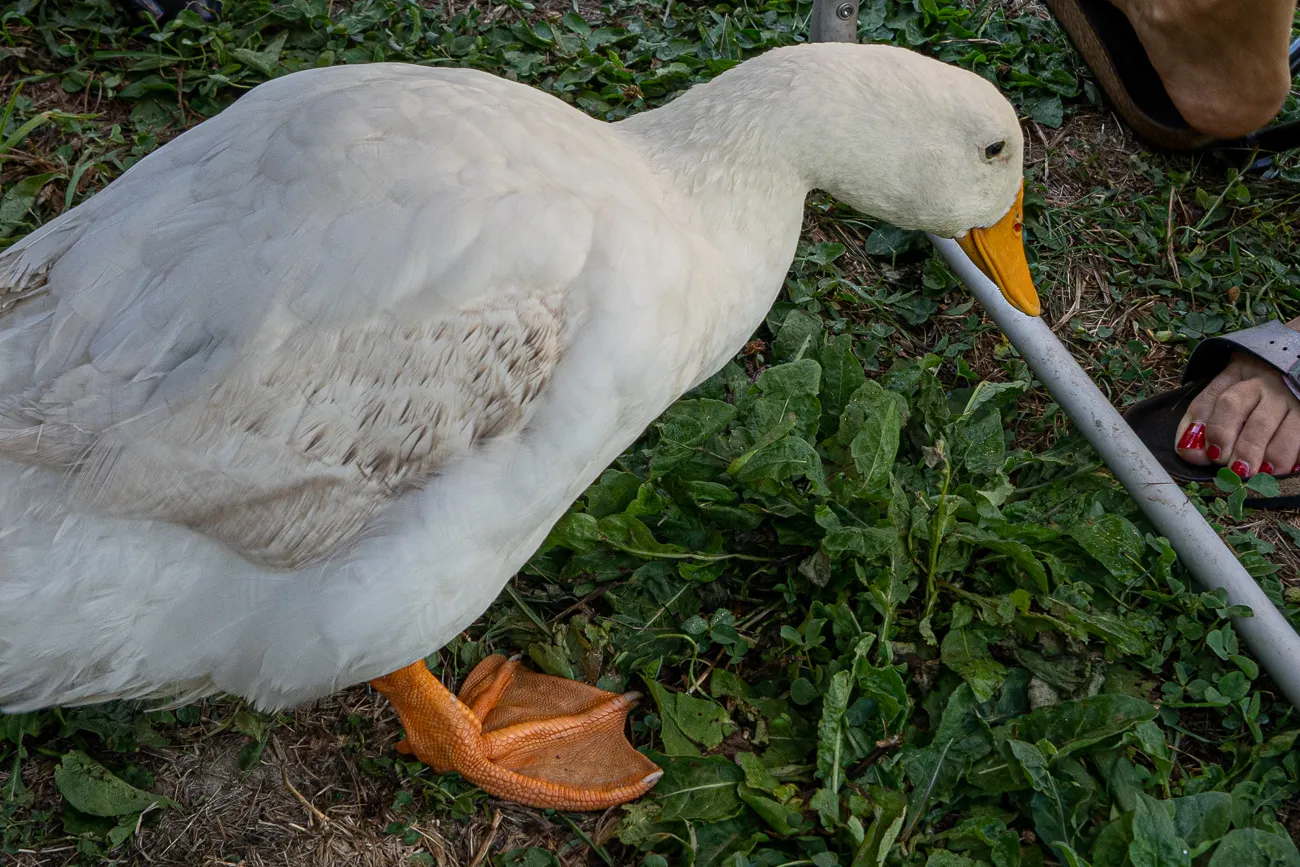 Weiße Ente mit orangefarbenem Schnabel und Füßen auf grünem Gras
