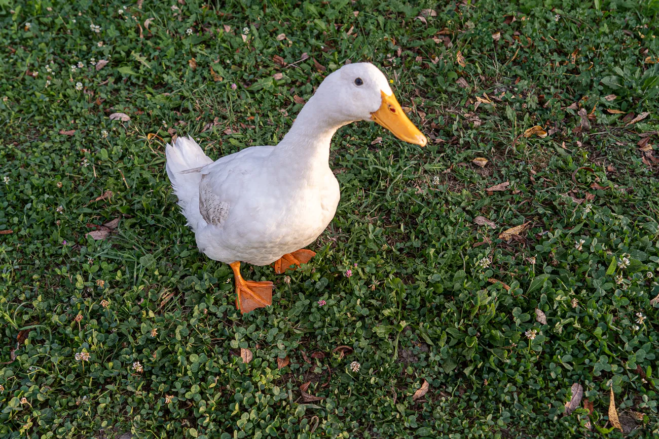 weiße Ente mit orangefarbenem Schnabel auf grünem Gras