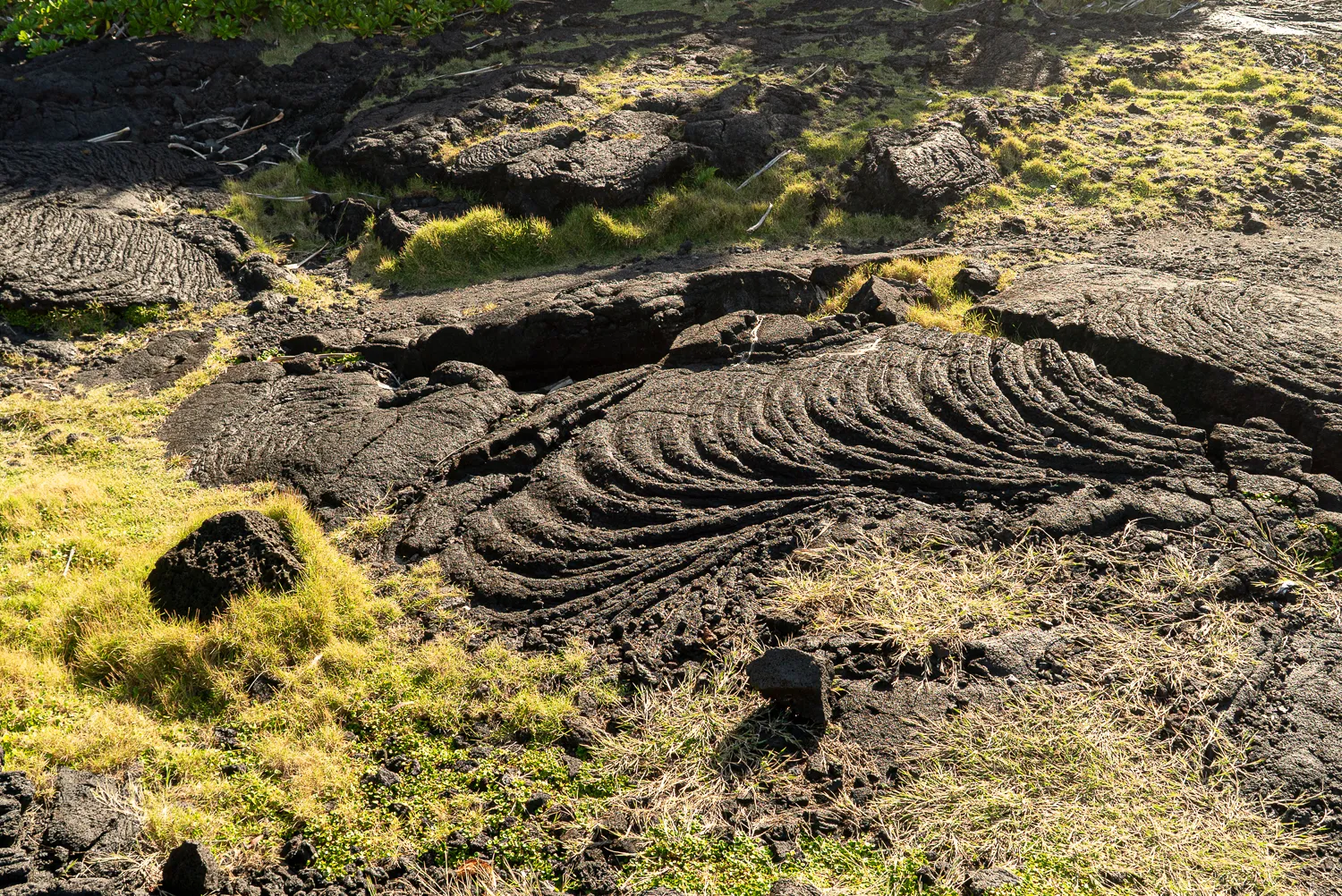 Gelber Grasbewuchs auf dunklem Lavagestein mit wellenförmigen Strukturen