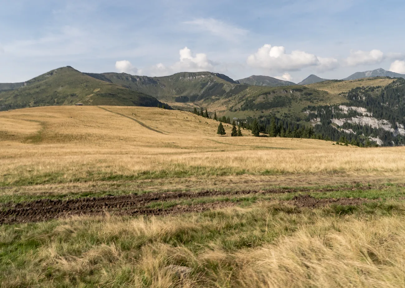 Gelbes Grasfeld vor grünen Bergen unter blauem Himmel mit weißen Wolken