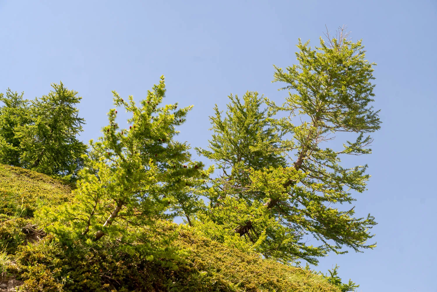 grüne bäume auf bewachsenem berghang unter blauem himmel