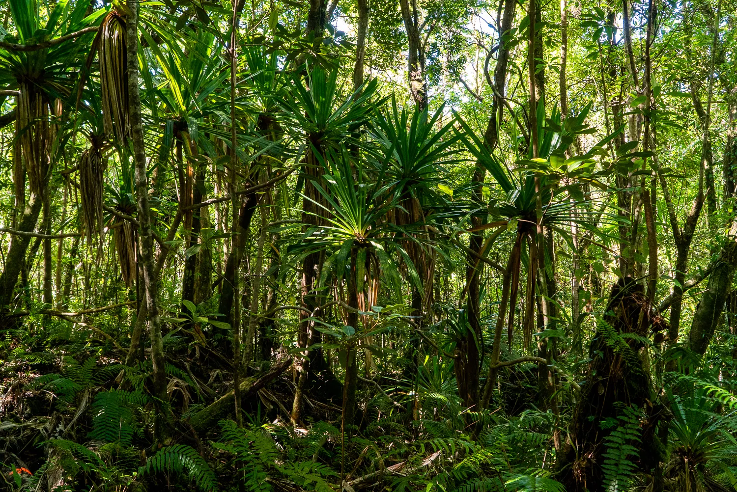 Dichte grüne Pflanzen im Wald mit Sonnenlicht durch die Blätter