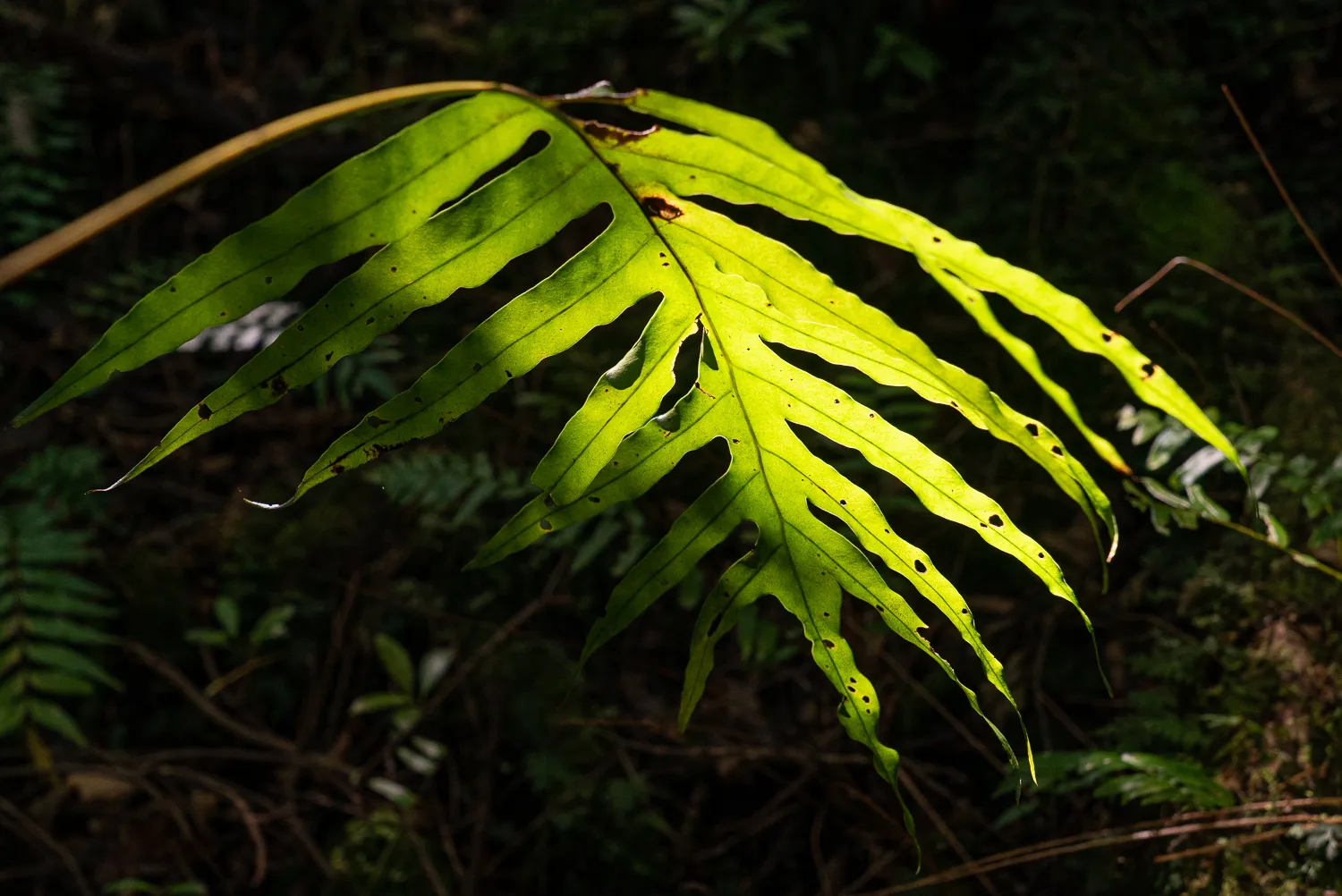 leuchtend grünes blatt mit lochungen im dichten wald