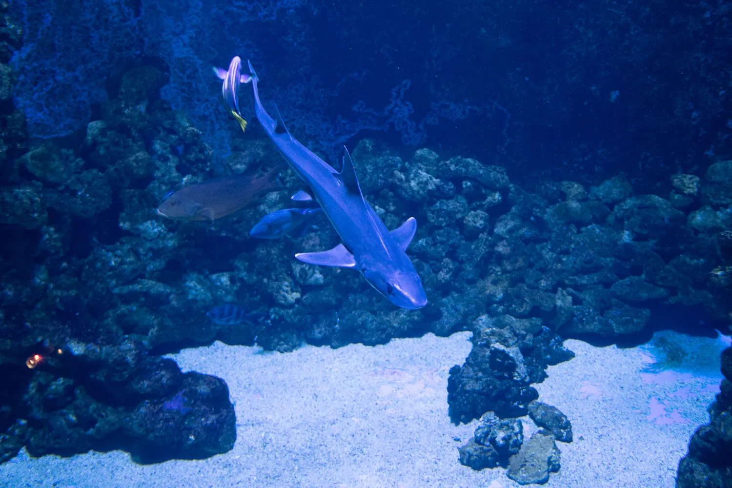 Haifisch schwimmt über sandigen Meeresboden neben Fischen und Felsen