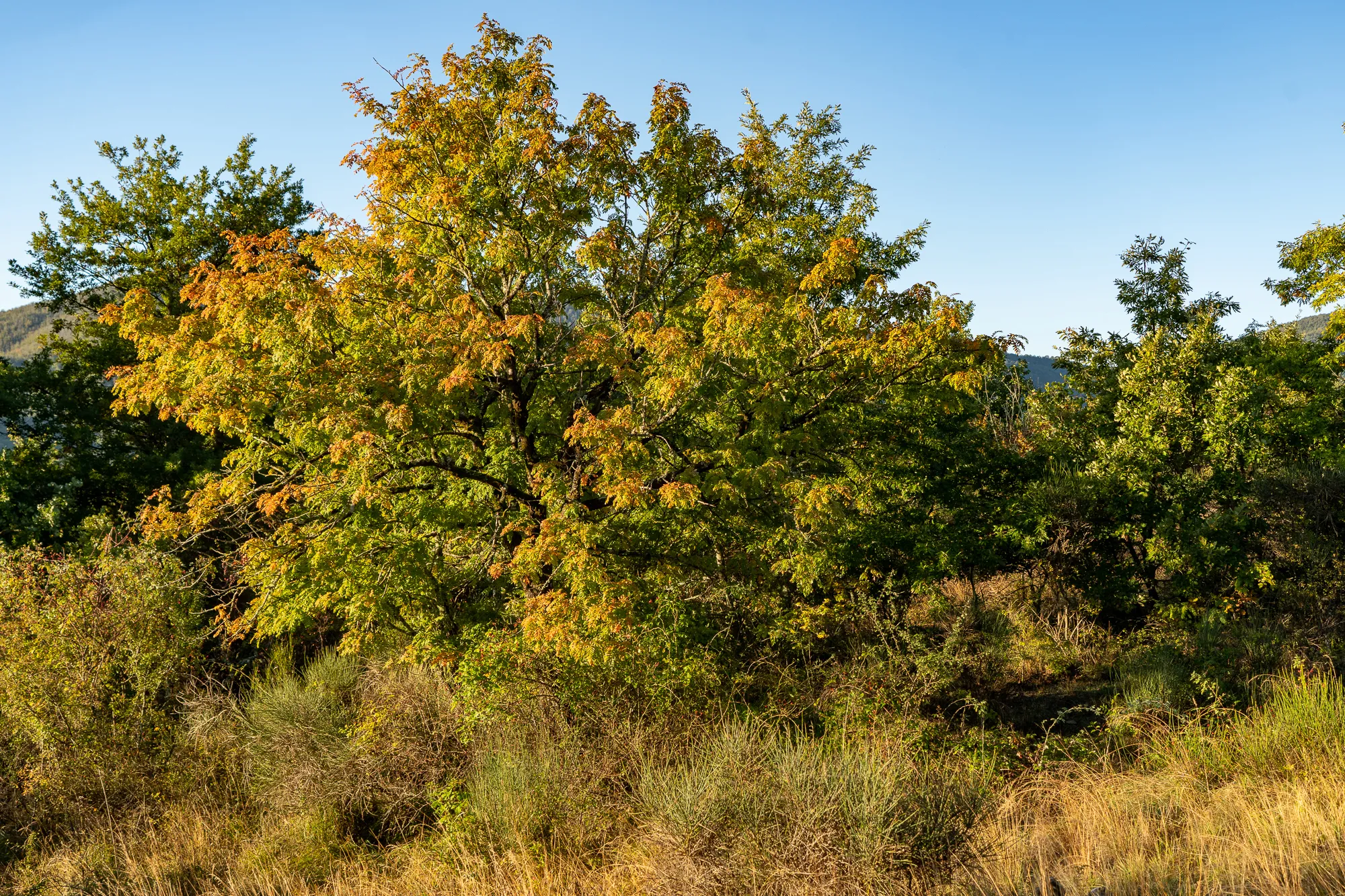 herbstbaum mit gelbgrünem laub im sonnenlicht