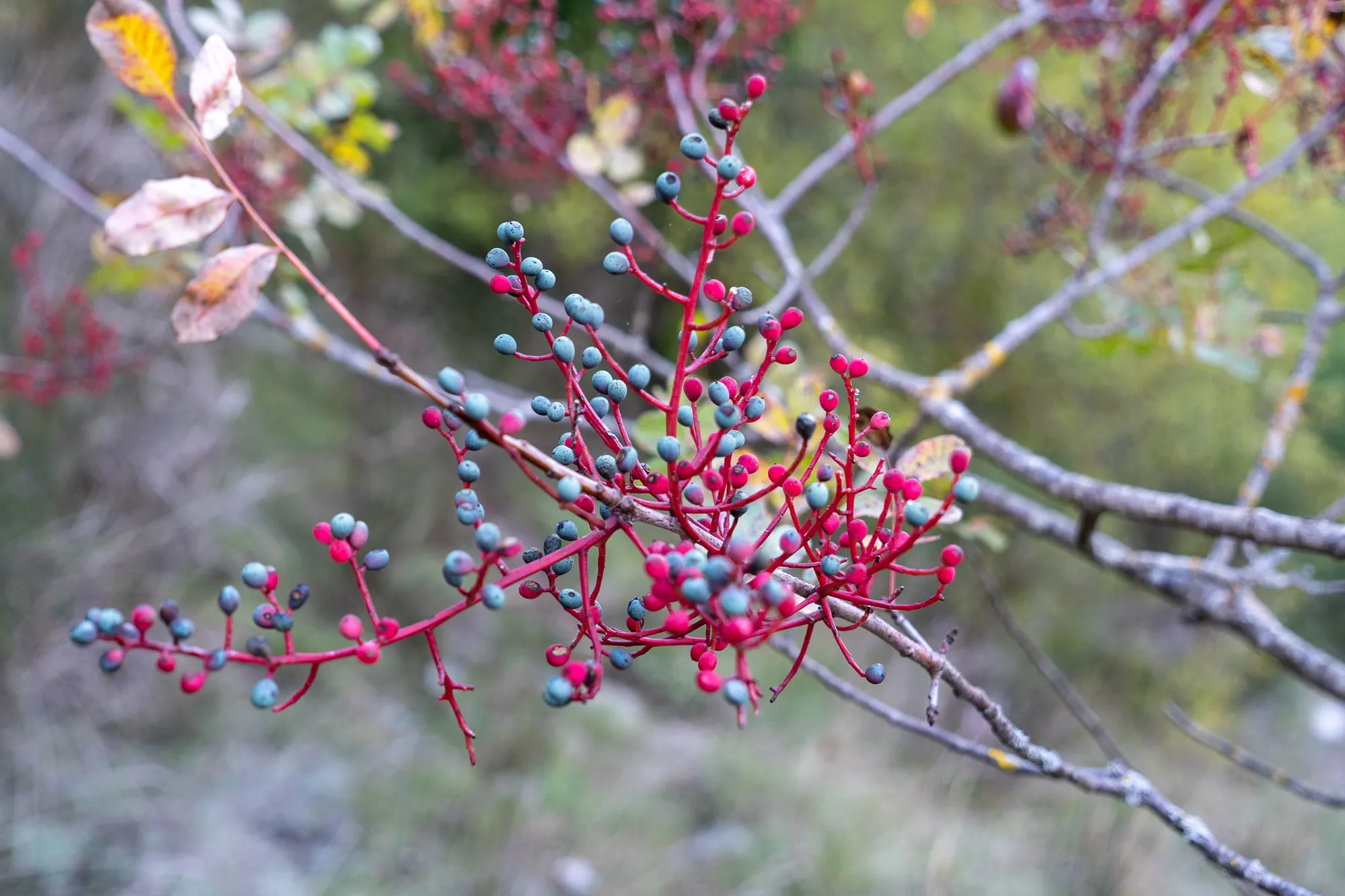 Rot- und grüne Beeren an einem Herbstzweig mit braunen Blättern
