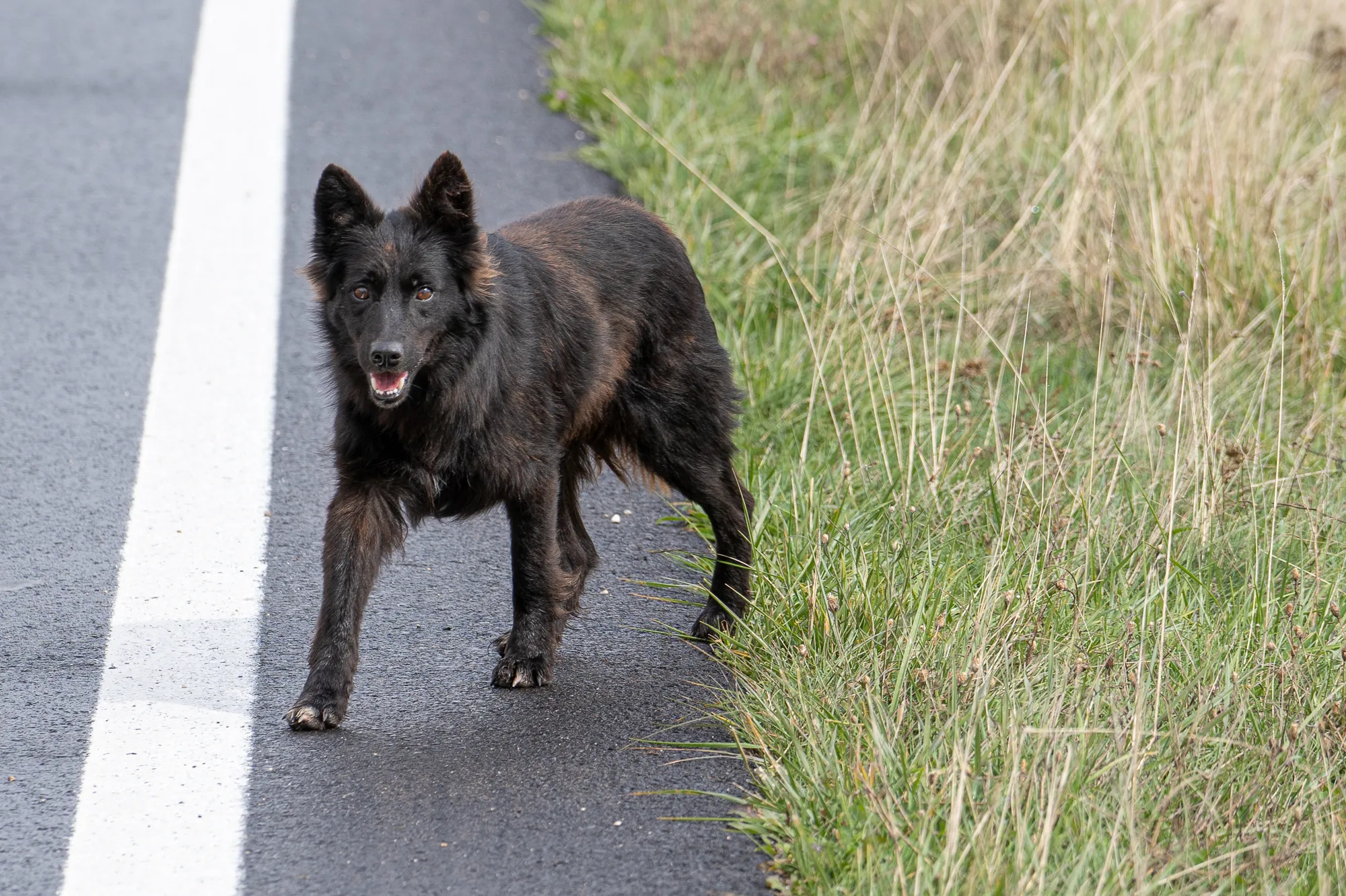 schwarzer hund läuft auf straße neben gräsern