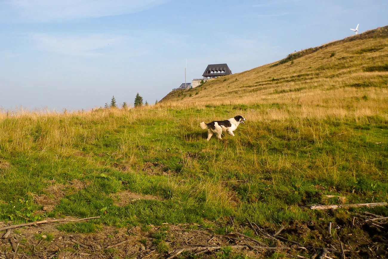 Schwarz-weißer Hund läuft auf grünem Hang im Nationalpark Rodna-Gebirge