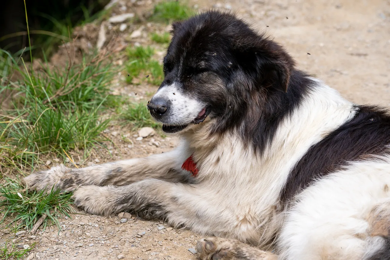 Schwarzer und weißer Hund liegt auf sandigem Boden mit Gras