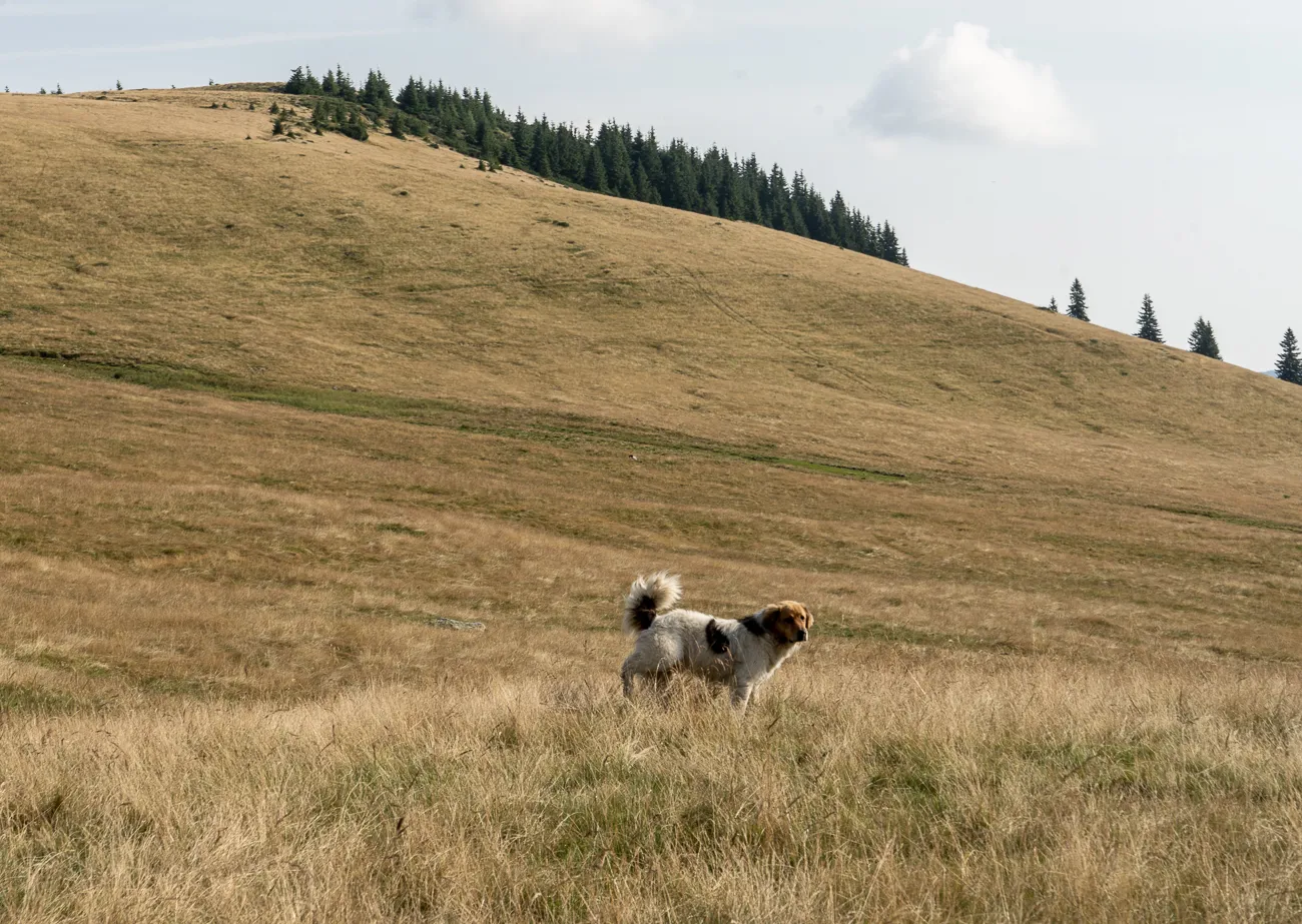 Hund auf trockenem Hügelfeld mit Nadelwald im Hintergrund