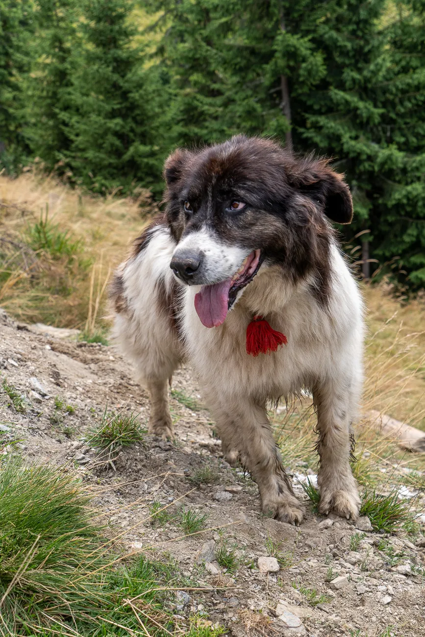 Hund mit rotem Schal auf steinigem Pfad im Wald