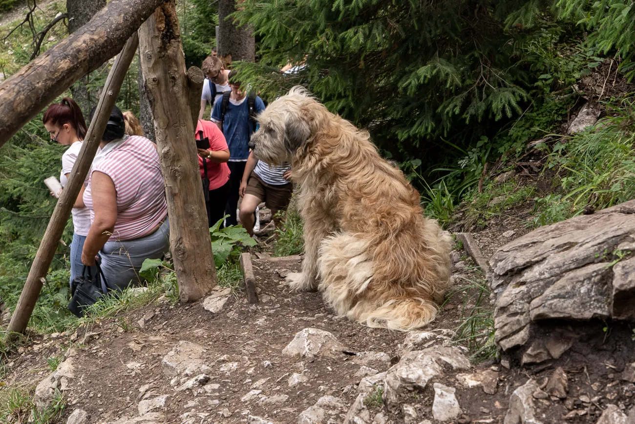großes flauschiges hundehaar sitzt auf steinigem wanderschritt