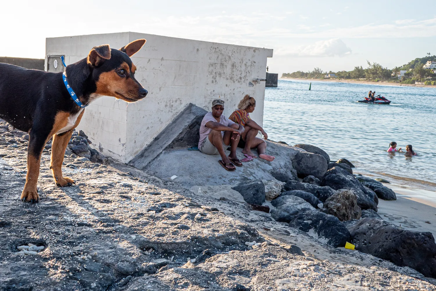 Hund steht am Strand, Menschen sitzen auf Steinmauer, Kinder im Wasser