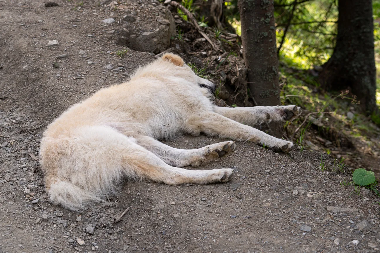 hund liegt auf kiesbank im wald