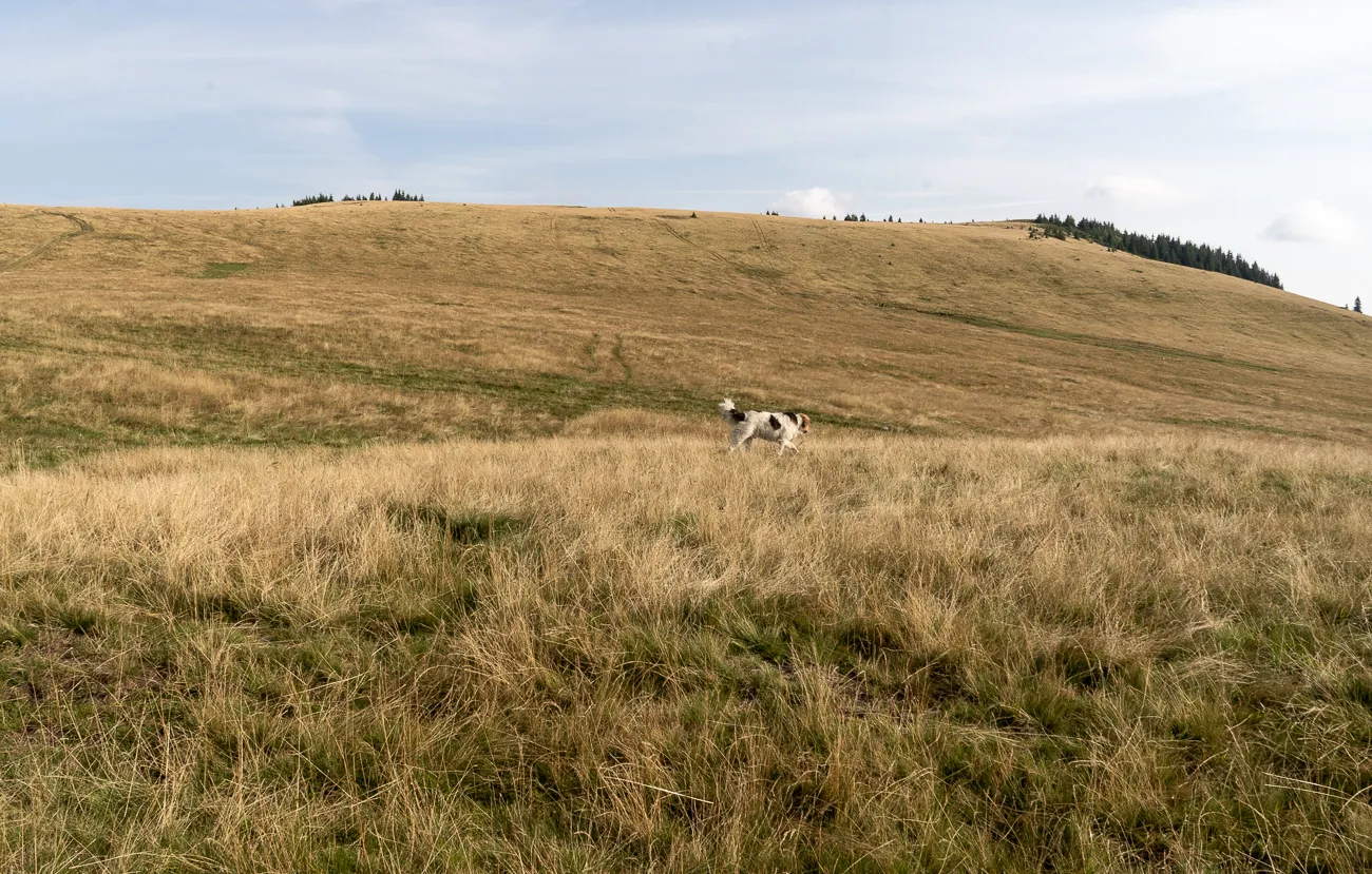 Hund läuft durch trockenes Grasfeld auf Hügellandschaft