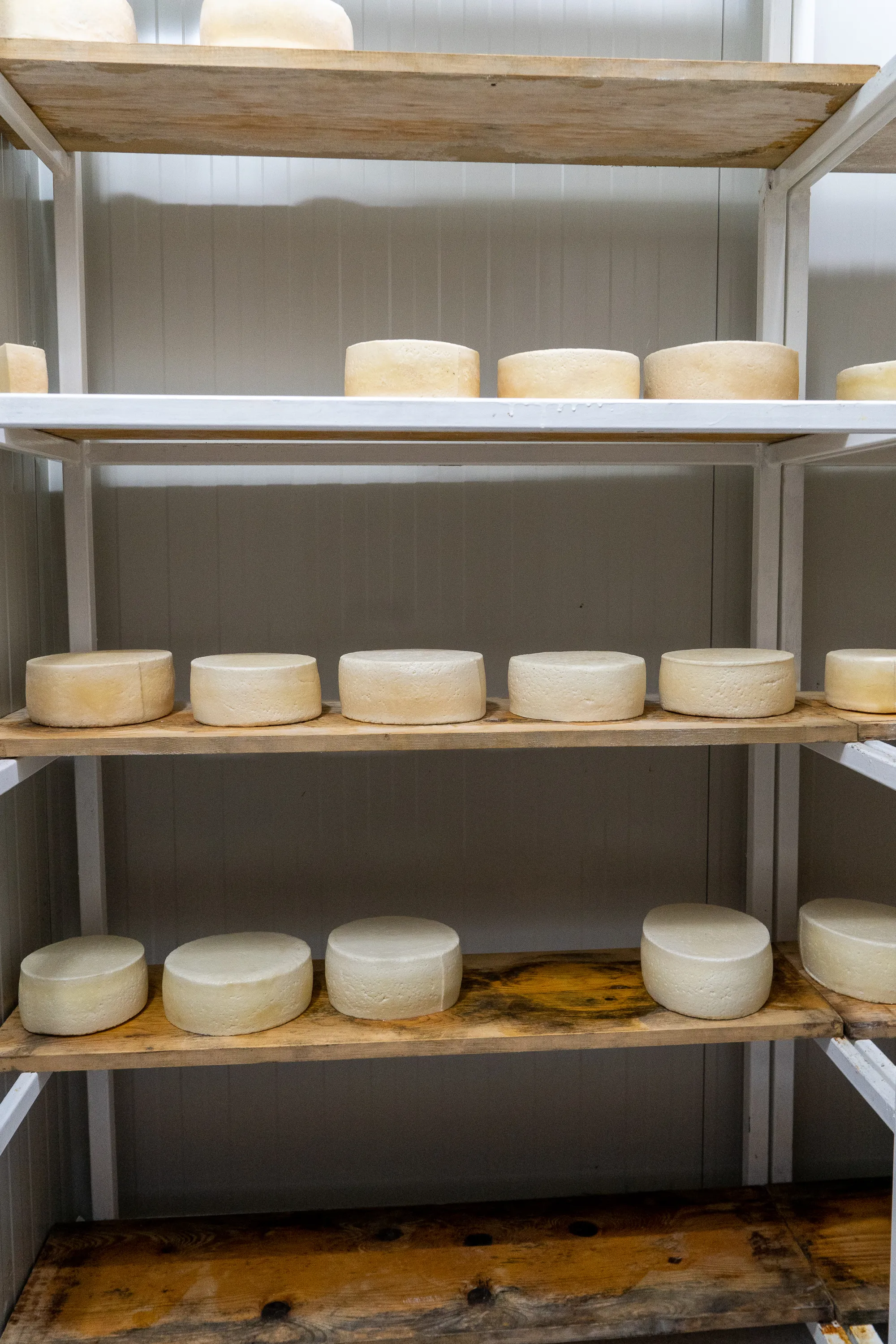 Runde Käse auf Holzregalen in einem Käsehaus