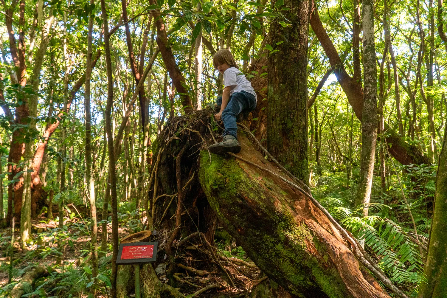 Kinder klettern auf einen umgestürzten Baumstamm im dichten Wald.
