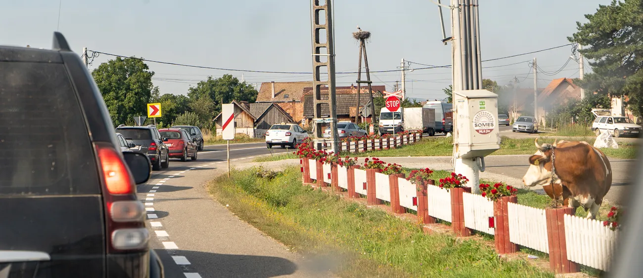 Kuh hinter weiß-rotem Zaun mit roten Blumen, Straßenverkehr im Hintergrund