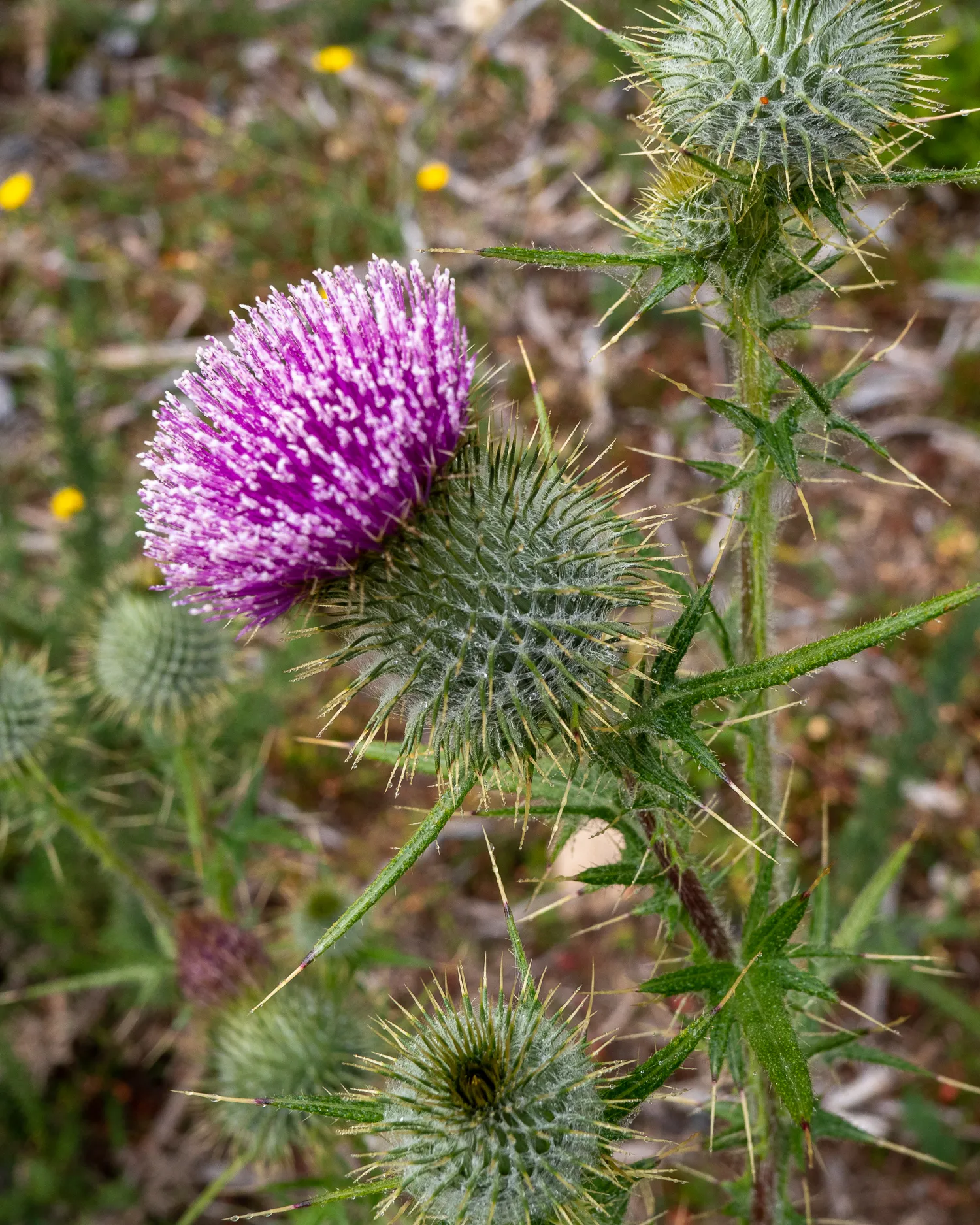 lila distelblume mit stacheligen blättern und unreifen fruchtständen