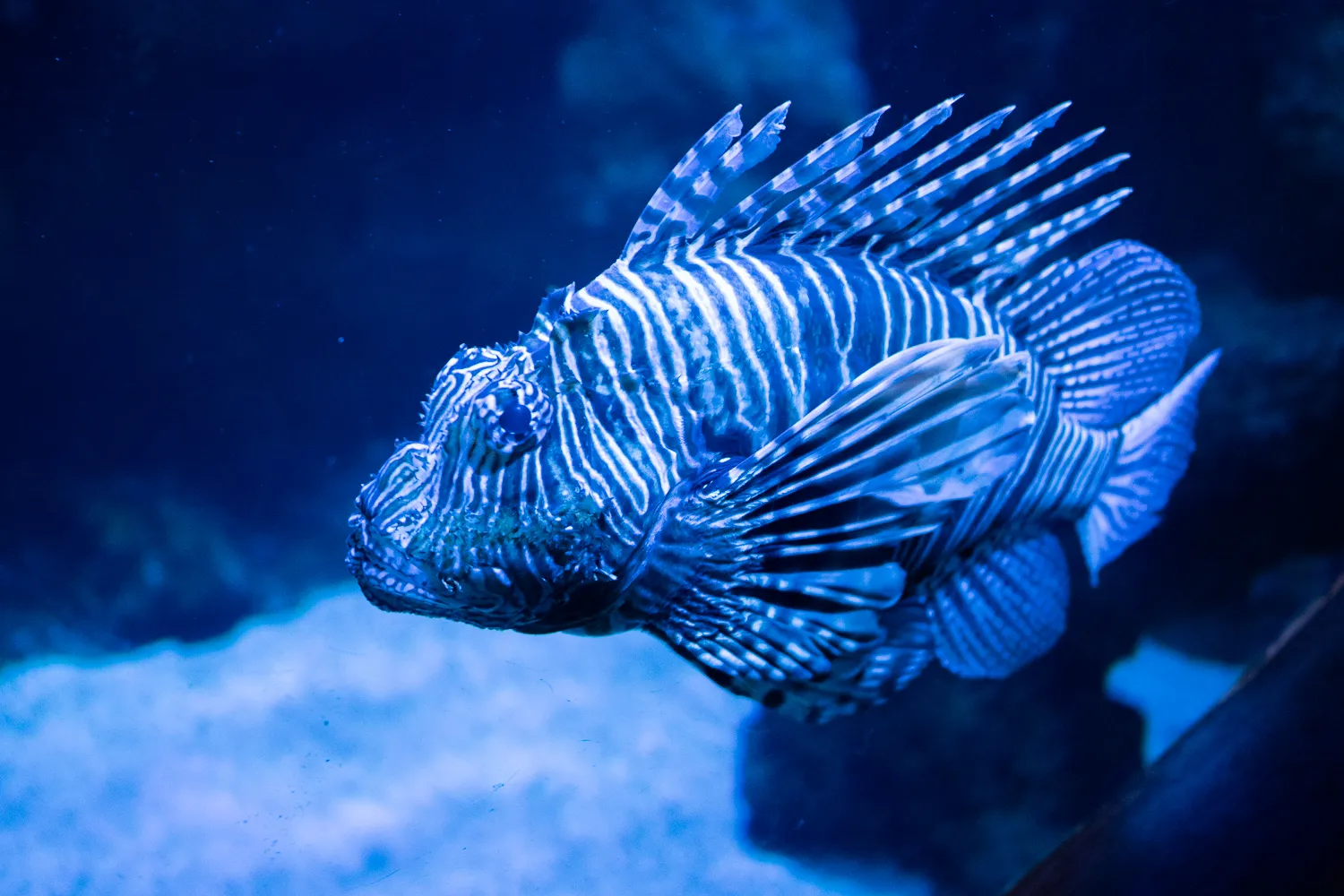 Löwenfisch mit blau-weißen Streifen im Aquarium