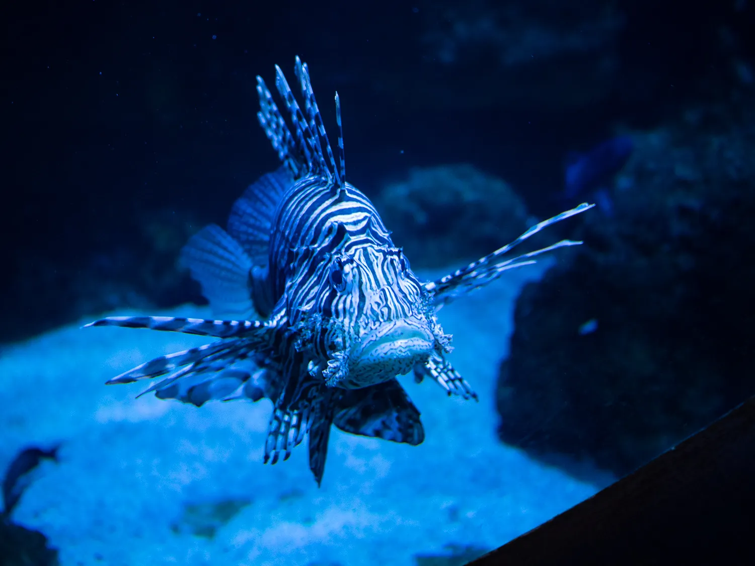 Löwenfisch mit Streifen und langen Flossen im blauen Aquariumwasser