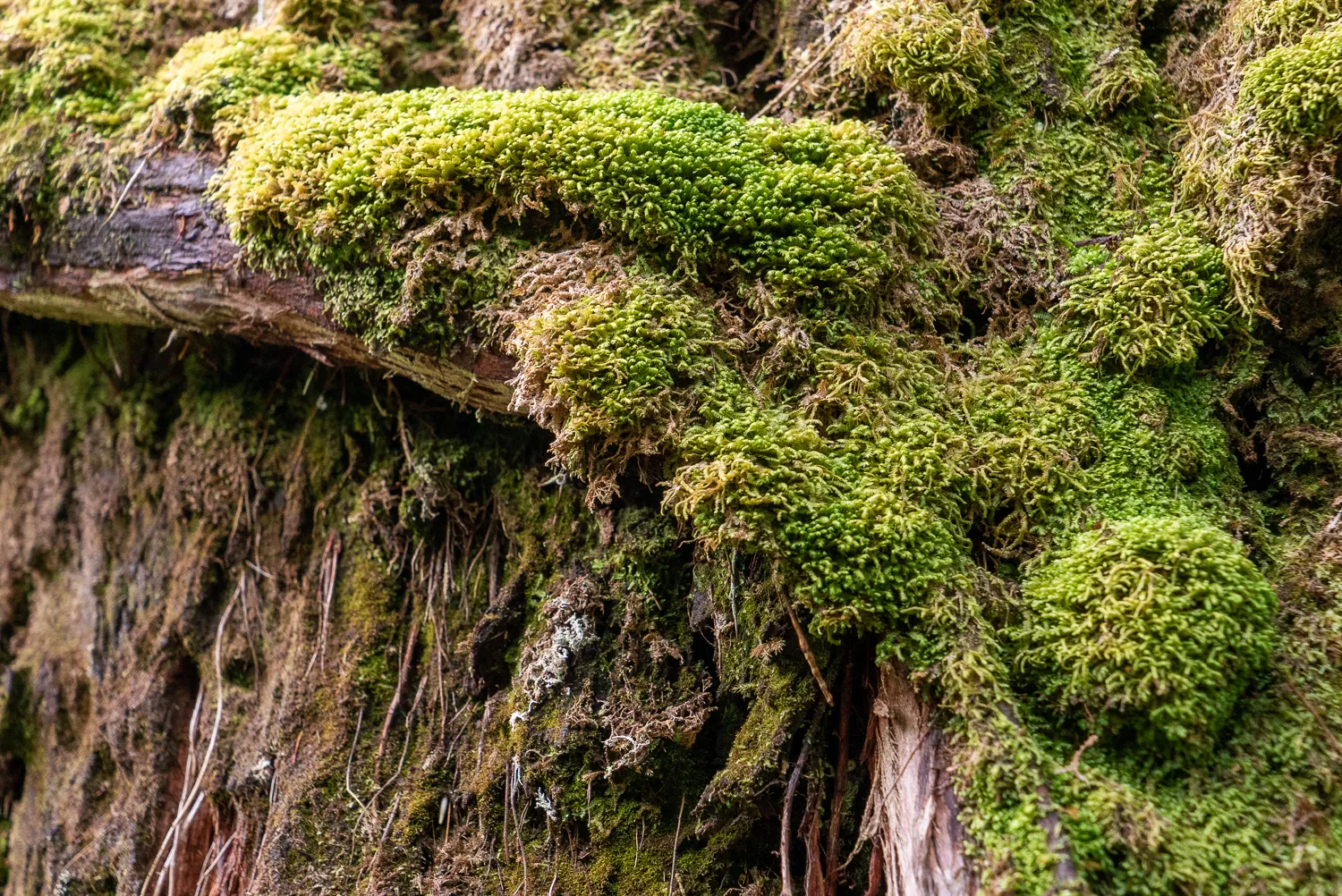 Grüner Moosbewuchs auf einem Holzstamm im Wald