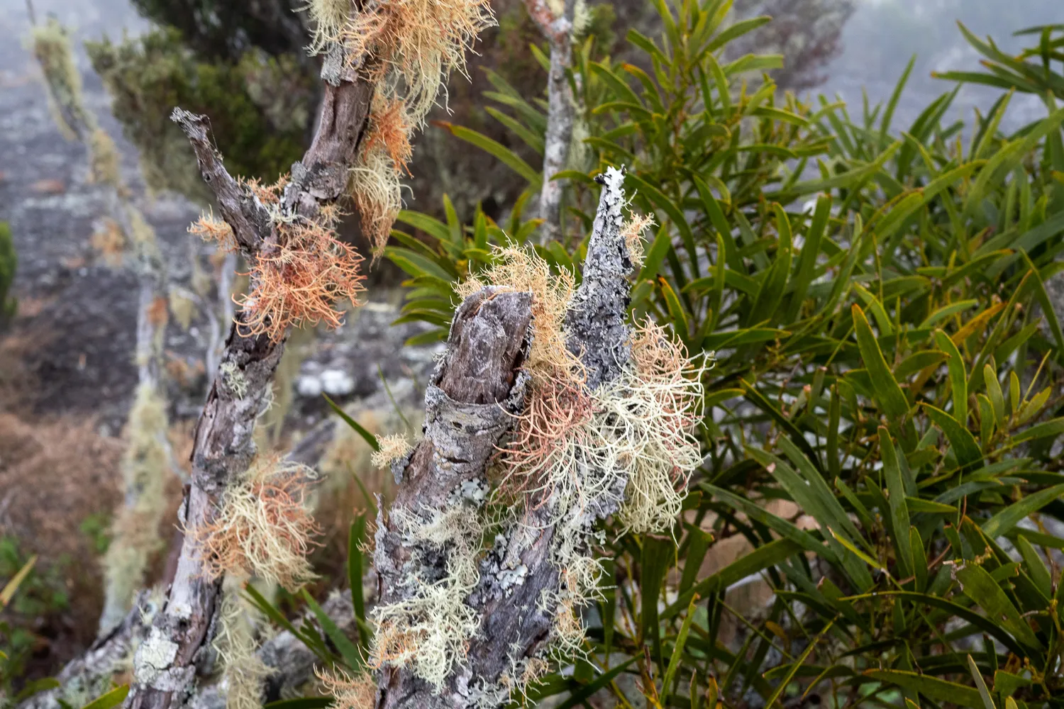 Gefärbte Moosarten auf einem toten Baumstamm im Wald