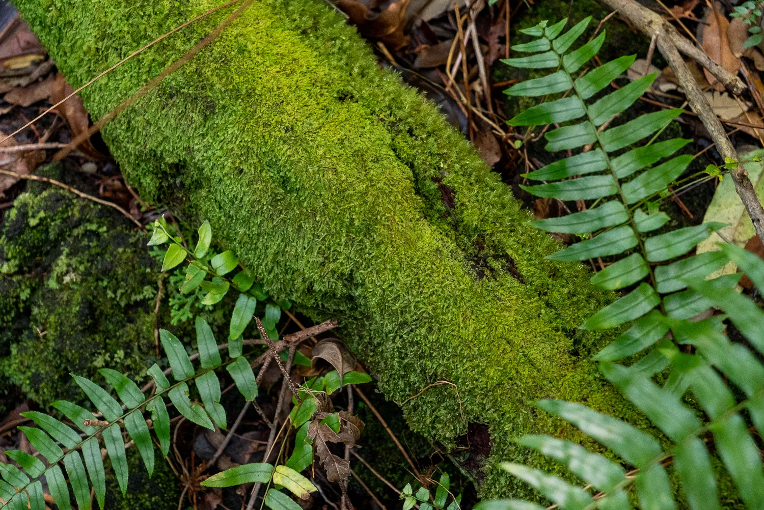 grüner moosbewachsener stamm mit farnblättern im wald