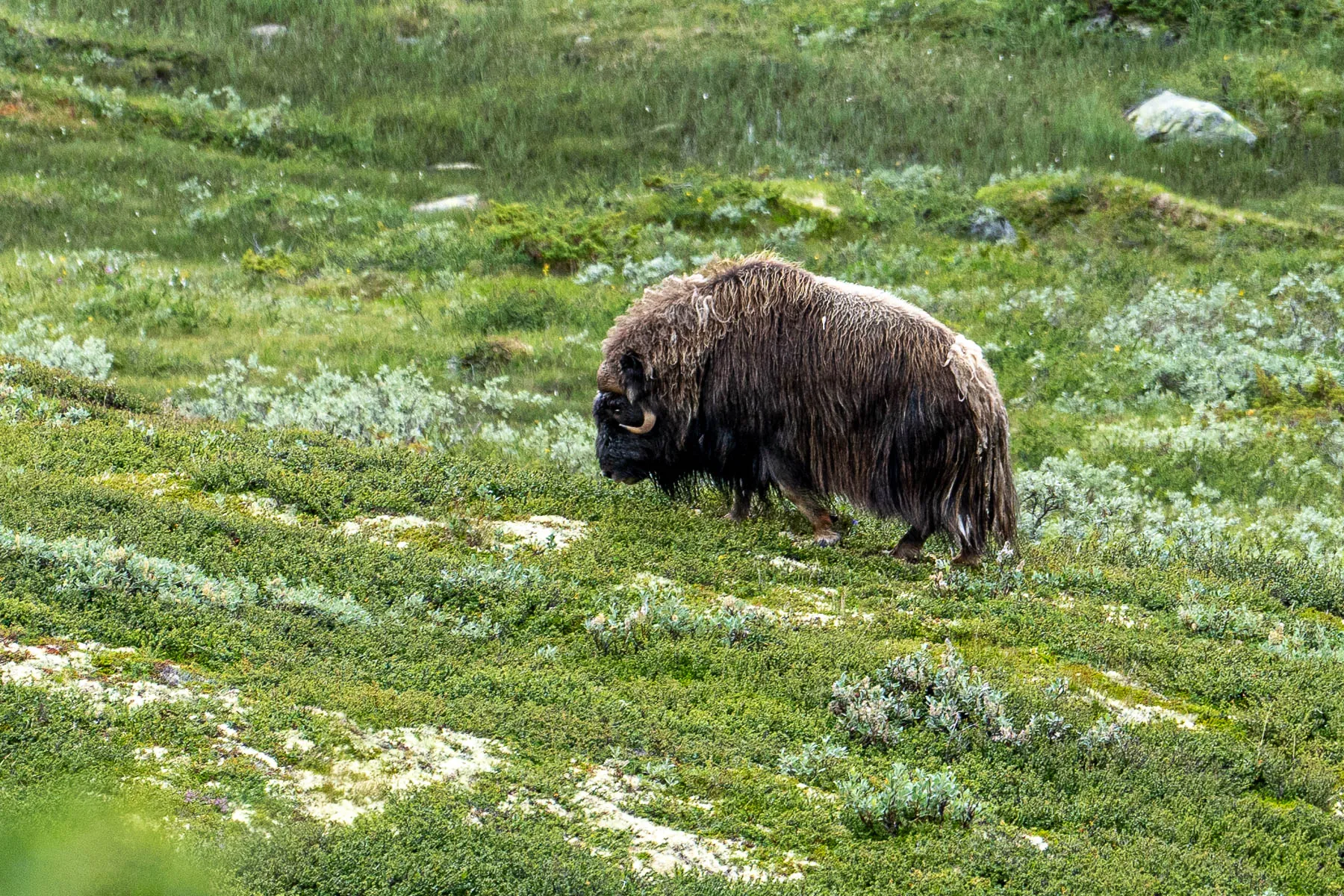 großer moschusochsen-bulle auf grüner wiese mit moos und felsen