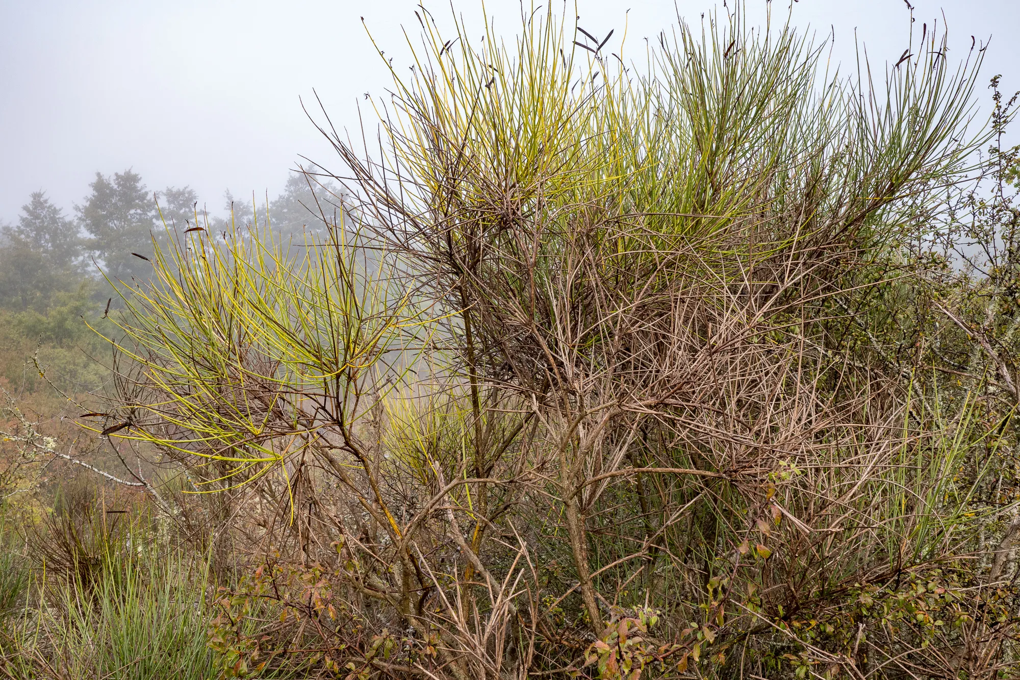 Morgennebel umhüllt grüne und braune Sträucher in einer Lichtung.