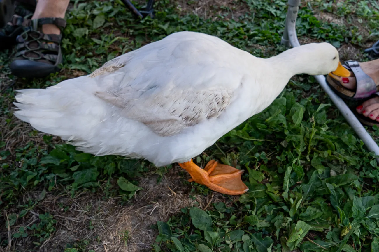 weiße Ente auf grünem Gras neben menschlichen Füßen