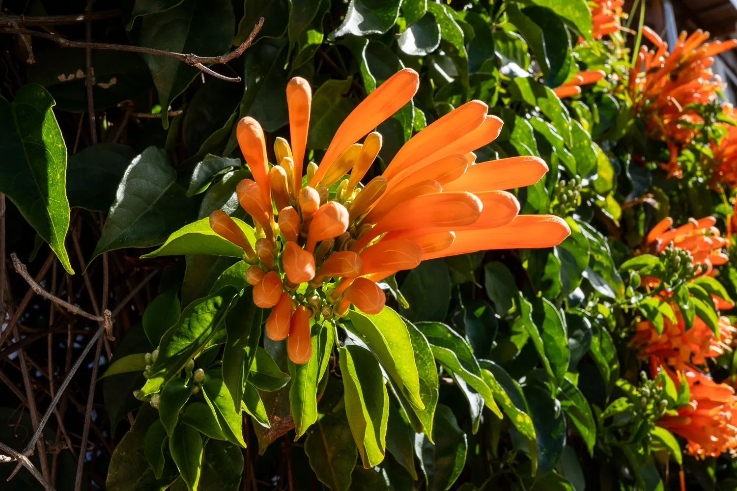 Orange Blüten an grüner Pflanze im Sonnenlicht