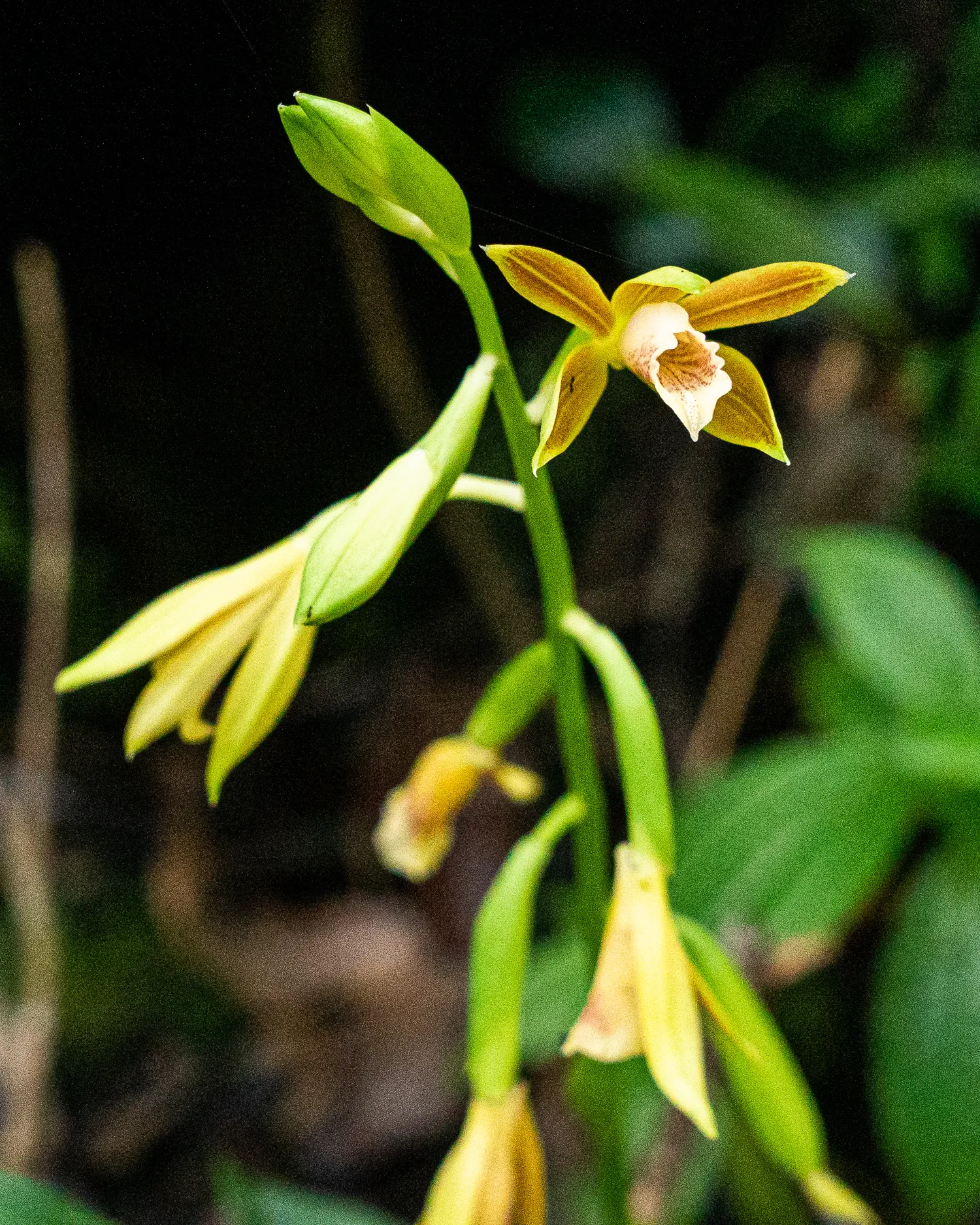 Gelbe Orchidee mit grünen Blättern und Knospen im Wald