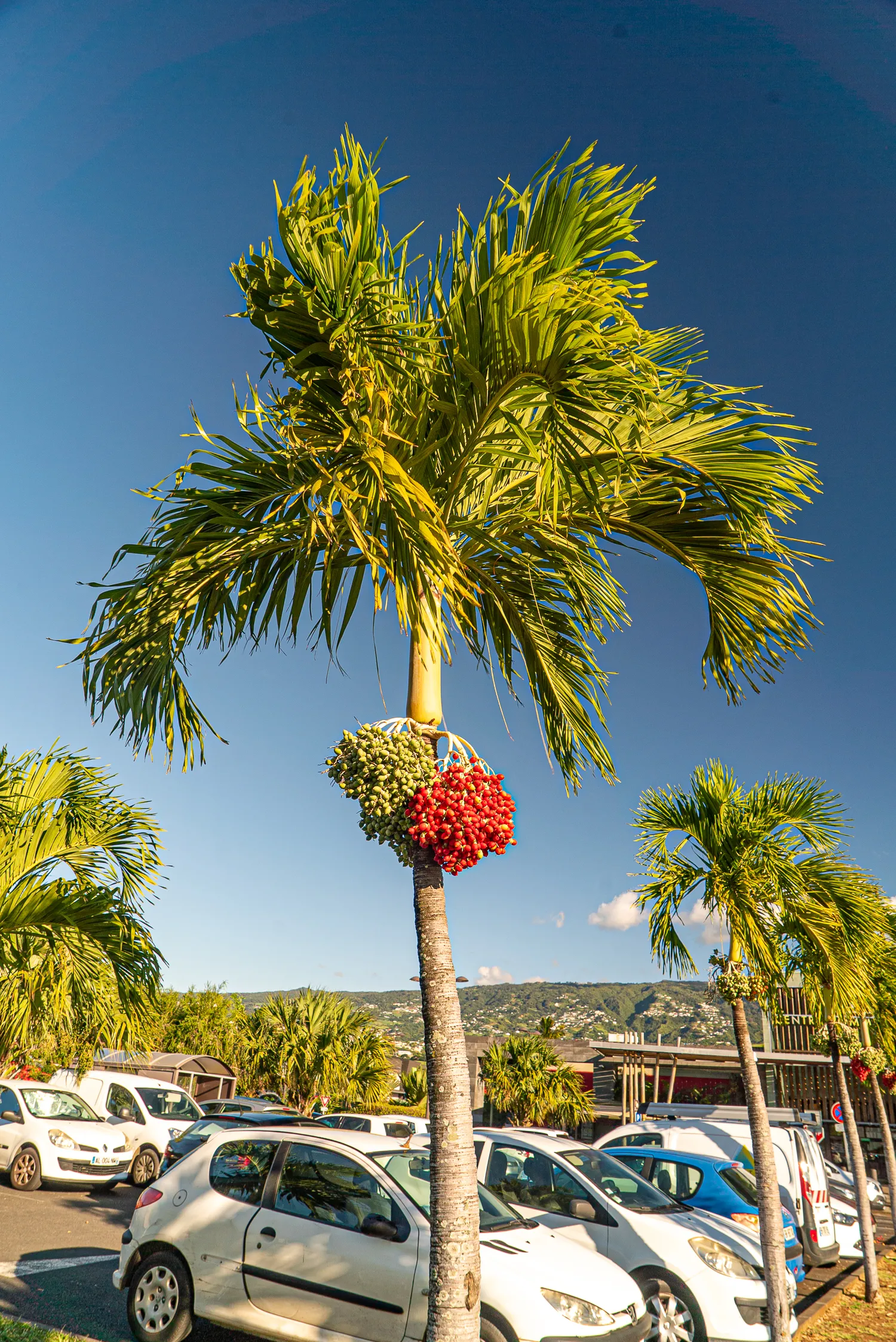 Palme mit roten und grünen Früchten vor Parkplatz