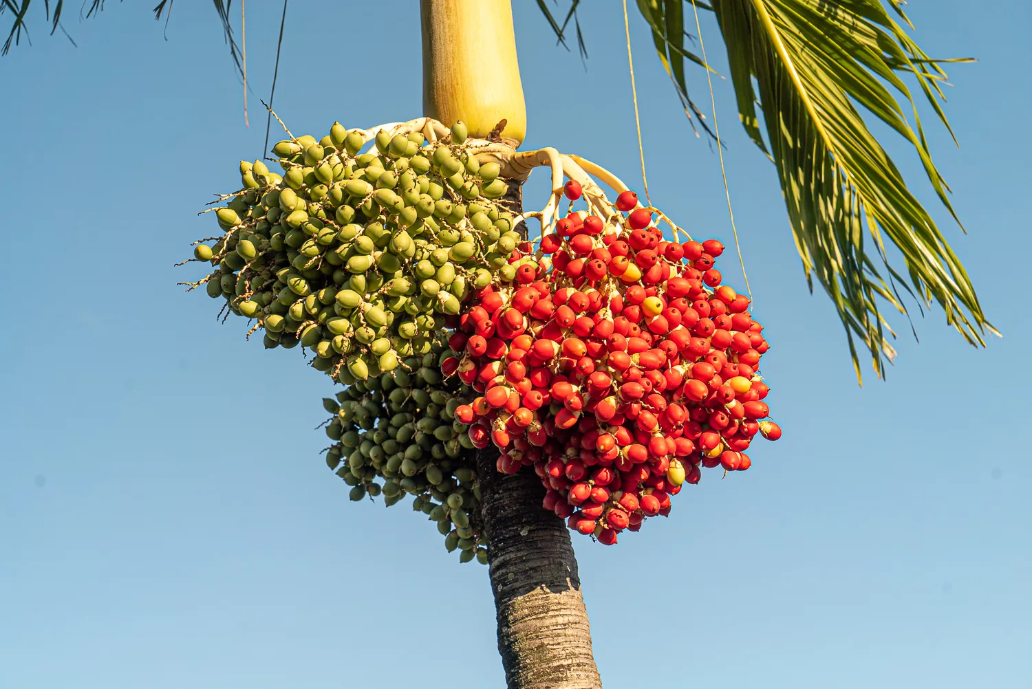 Rote und grüne Früchte an einem Palmstamm vor blauem Himmel