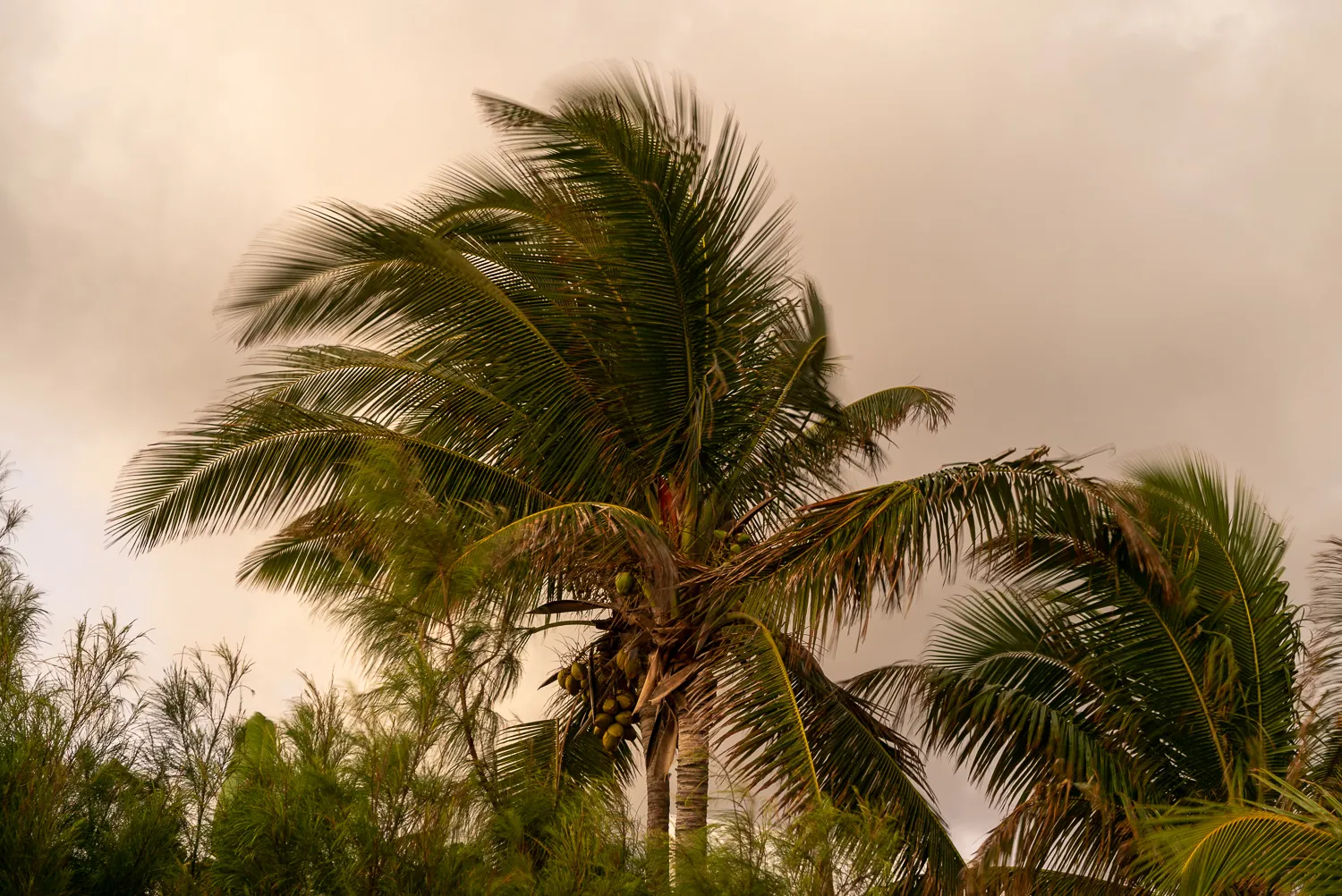 Palme mit Kokosnüssen unter bewölktem Himmel