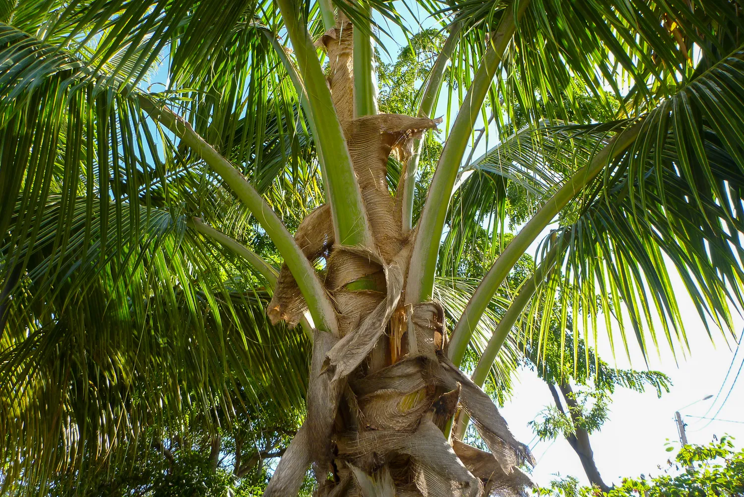 Palmenstamm mit grünen Blättern und trockenen Schuppen unter blauem Himmel