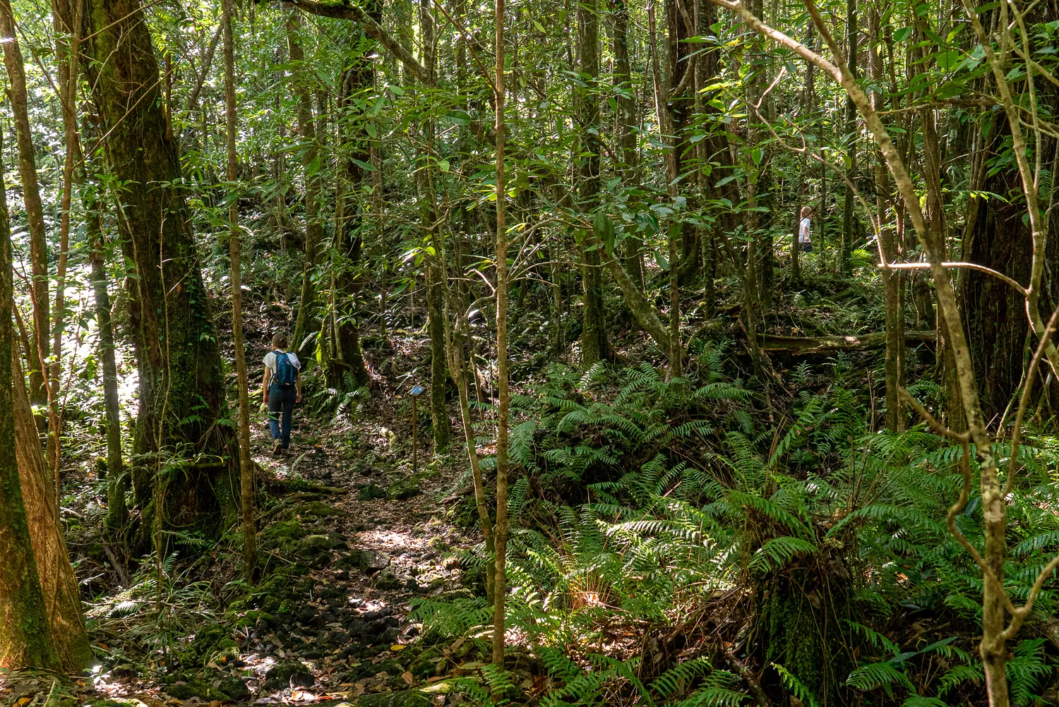 Waldweg mit Farnen und Bäumen, Wanderer im Hintergrund