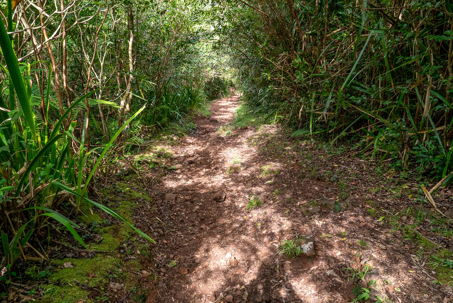 Waldweg durch dichten grünen Unterholz mit Sonnenlicht auf Erde
