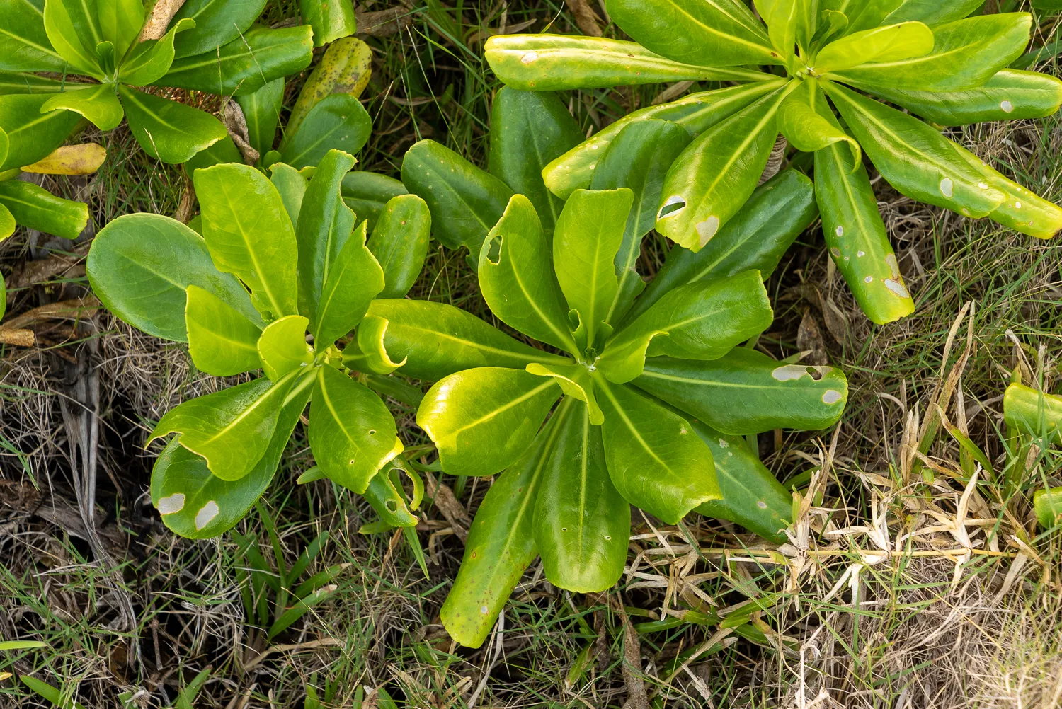Grüne Pflanzen mit breiten Blättern wachsen im Gras.