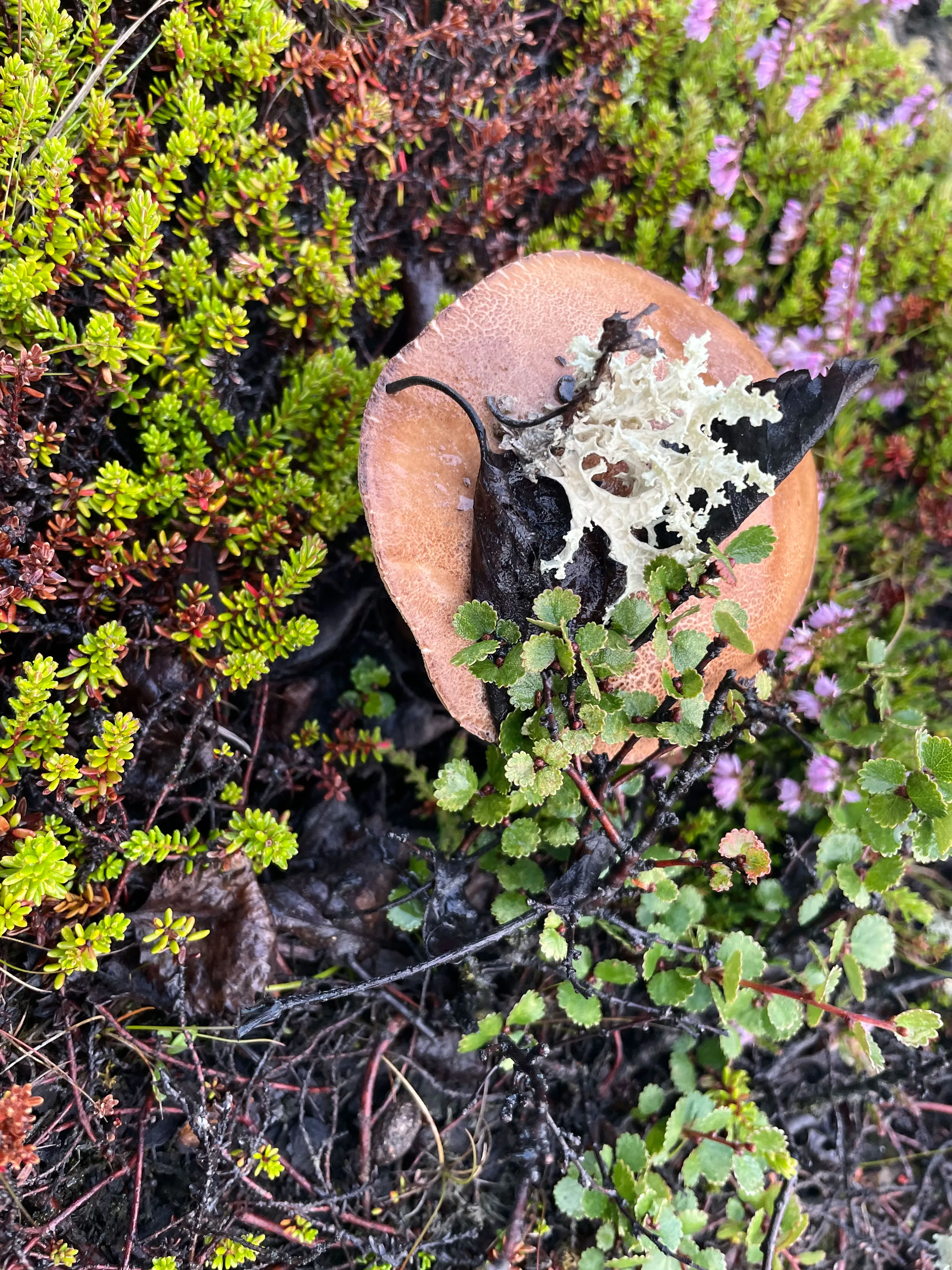 brauner Pilz mit Moos und grüner Vegetation