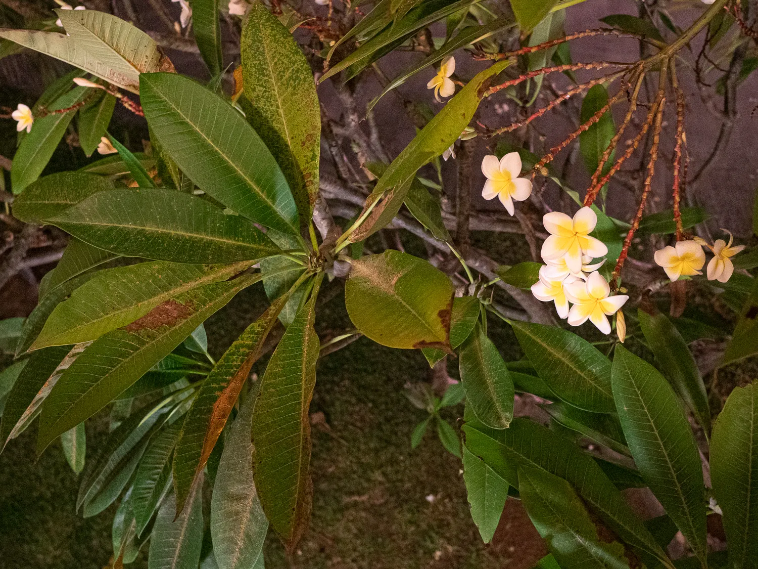 weiße und gelbe plumeria blüten an grünen blättern