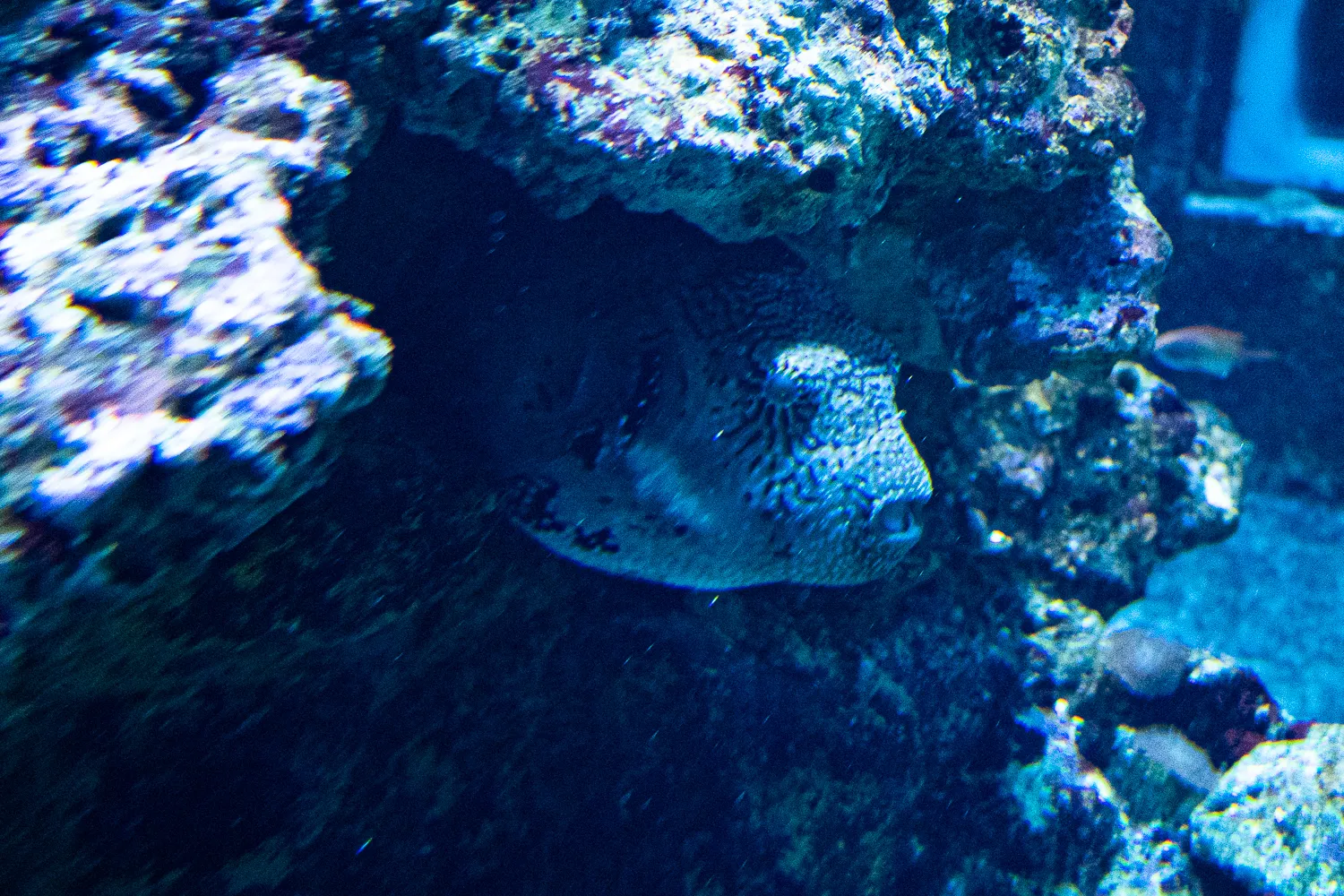 Pufferfisch mit dunklen Flecken zwischen Felsen im blauen Wasser