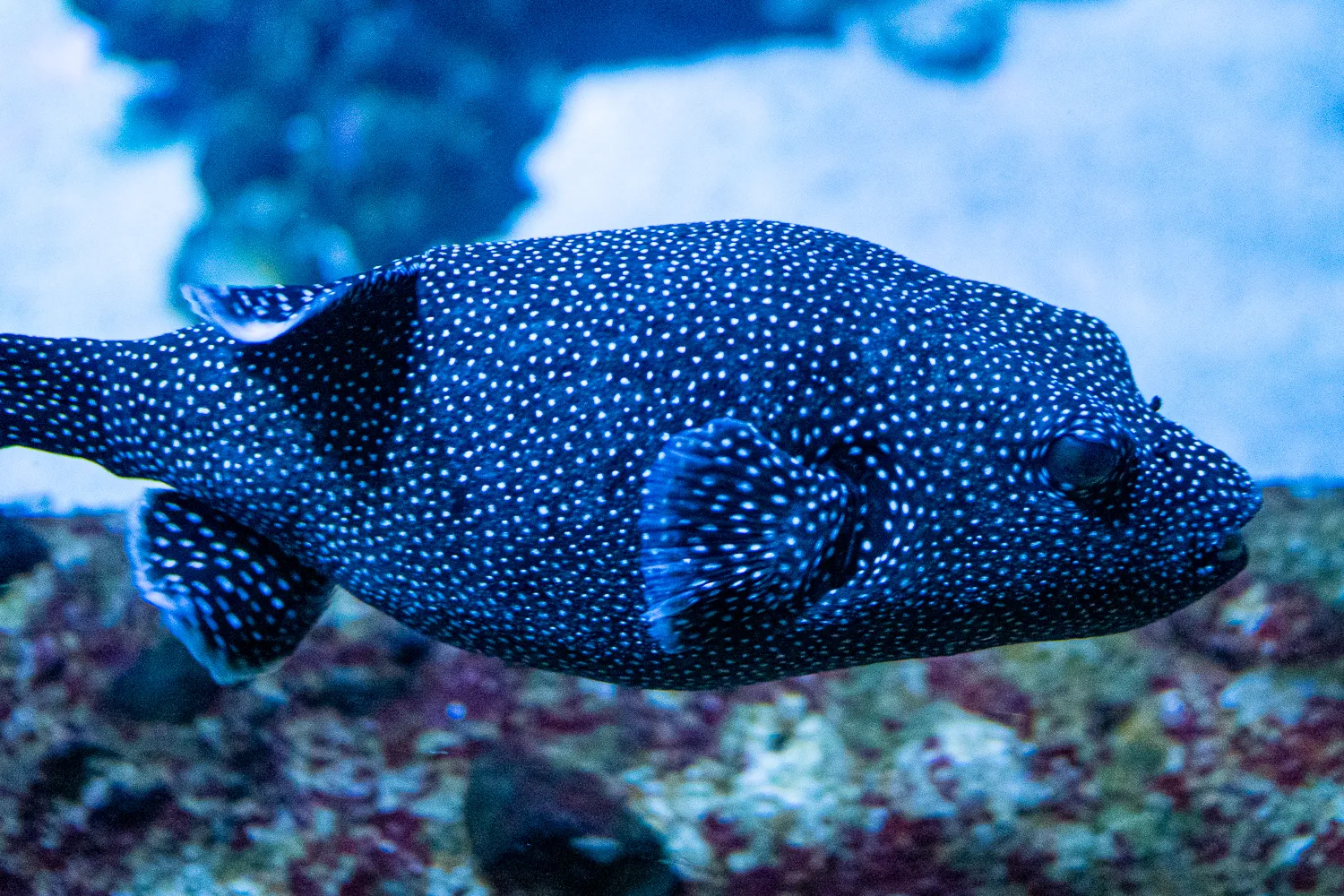 Pufferfisch mit weißen Punkten schwimmt vor Korallen