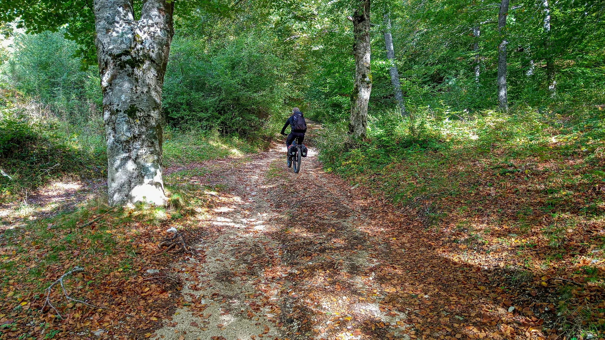 Radfahrer fährt auf Waldweg zwischen Bäumen mit Laub bedeckt