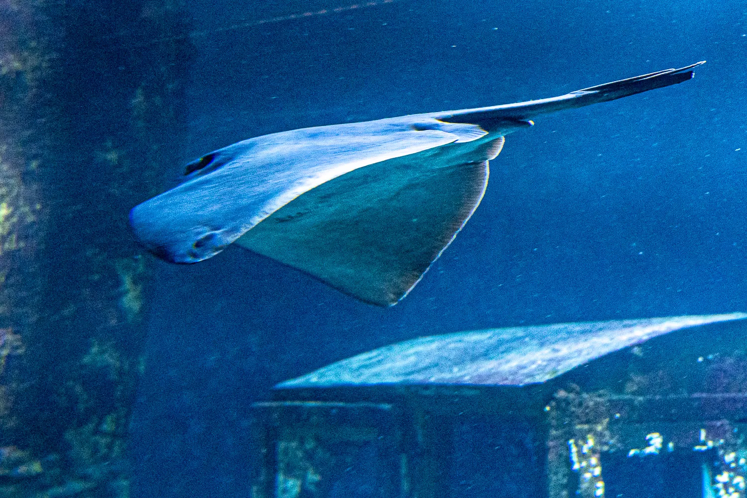 Rochen schwimmt im blauen Aquariumwasser, im Hintergrund weitere Rochen und Felsen.