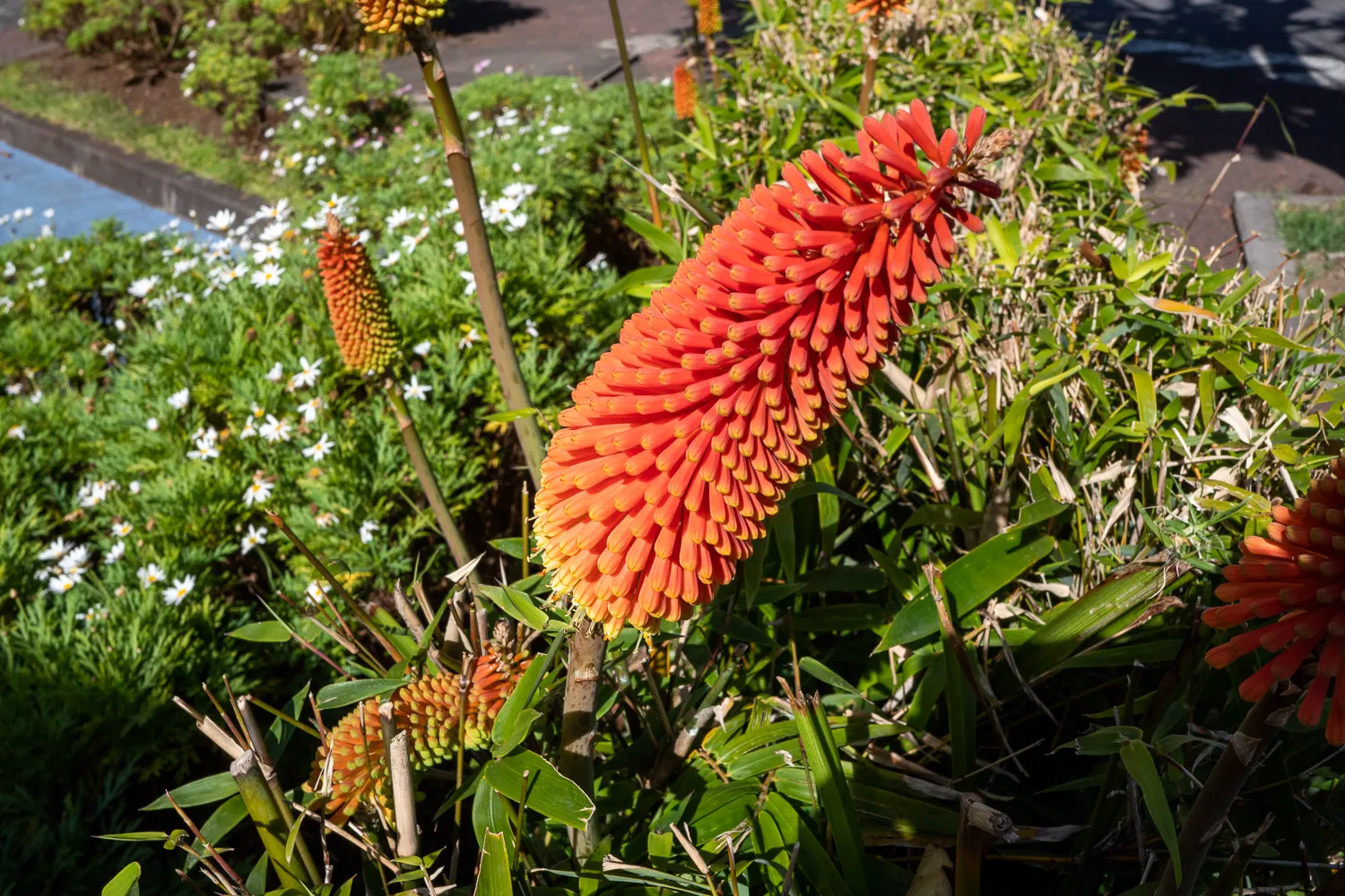rote blüte mit grünen blättern und weißen blumen im hintergrund