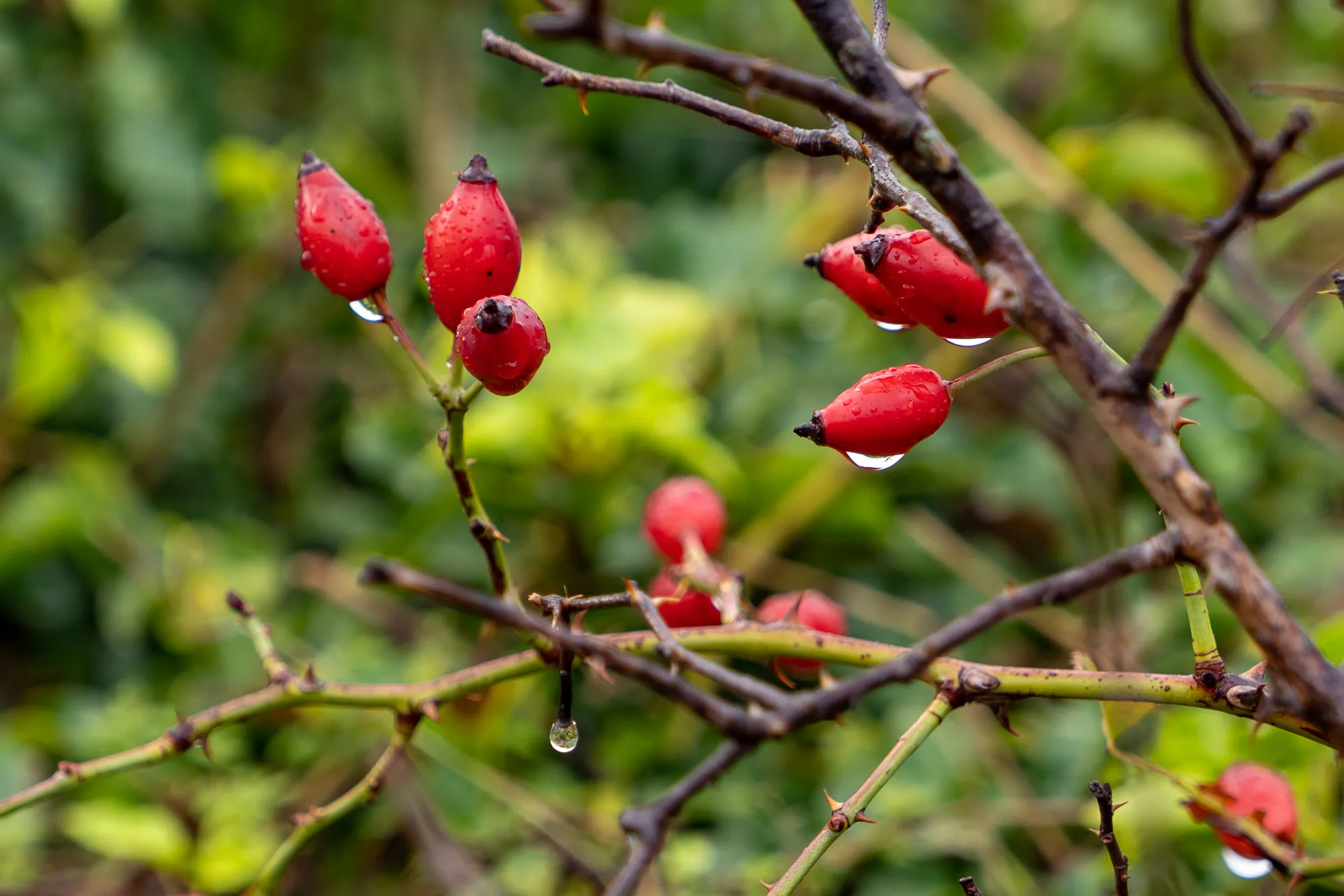 rote rosensamen auf dünnen Zweigen mit Wassertropfen