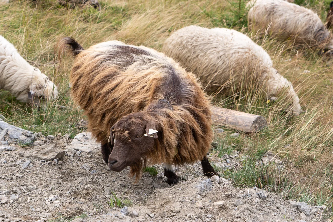 Langes, braunes Schaf mit Ohrenmarkierungen auf steinigem Grasland